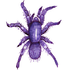 Watercolor illustration of spider