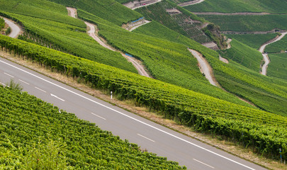 Weinberge bei Piesport