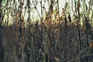 Naklejka premium sunset stalk retro field summer bio agriculture sustainable vintage grass wind mood autumn outdoor sun chill relax