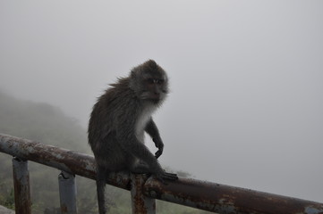 Monkey on the top of mountain Bali Batur