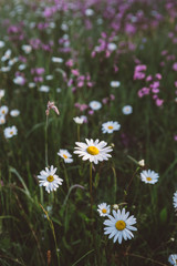Detail of Daisy with dew drops in spring meadow in the morning in vertical format