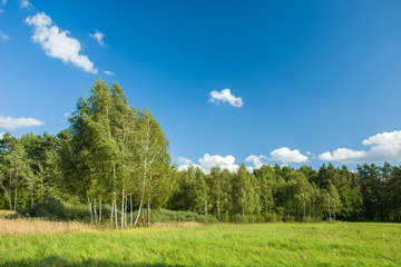 Green meadow, forest and sky