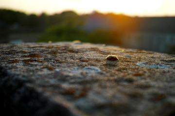 Closeup background moss stone concrete bridge sunset closeup