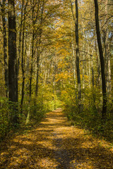 Fototapeta na wymiar Path through the autumn forest