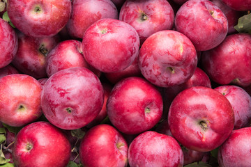 Lots of red apples with natural bluish coating
