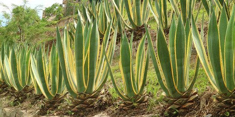 Row of vibrant color Agave plants on the hillside garden, Chachapoya, Peru 