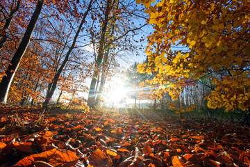 Schönheit des Herbstes, Spätsommer, Indian Summer, wundervolle Farben im Wald, weiches, stimmungsvolles Licht :)