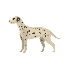 Dalmatian dog color vector icon. Flat design