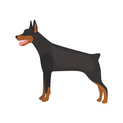 Doberman dog color vector icon. Flat design