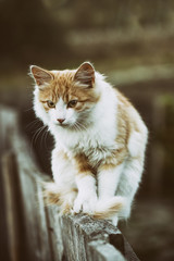 Beautiful white cat walking on wooden fence under the blue summer sky