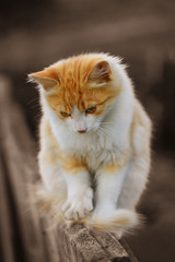 Gentle kitty with red spots. A vintage photo of a pet