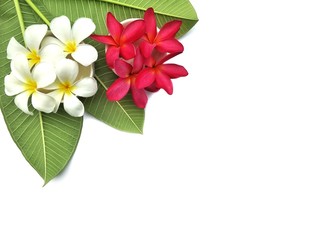 White and red Plummeria flowers decorations with green leaves on isolated white background, top view with copy space