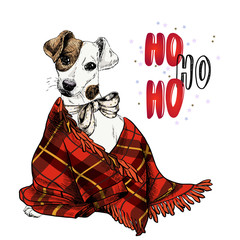 Hand drawn portrait of Jack Russel terrier dog wearing tie bow and plaid blanket. Vector Christmas poster. Xmas greeting card. Winter seasonal celebration. Colored new year pet portrait.