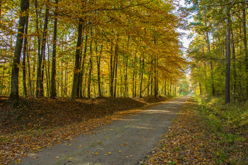 Naklejka premium Road through an yellow forest