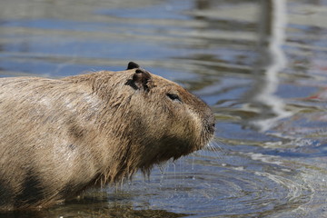 Capybara