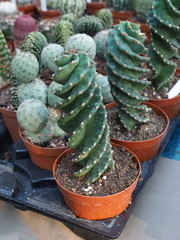 Succulent plants for sale.