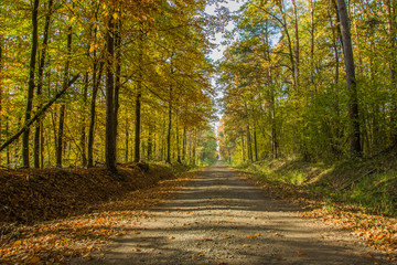 Long dirt road through an autumn sunny forest