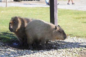Capybara