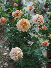 Shrub of roses with blooming roses.