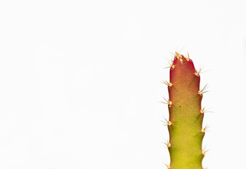 Kaktus vor weißem Hintergrund