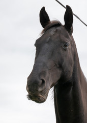 Black horse with impressive whiskers paying attention with ears forward, against a white/grey sky.