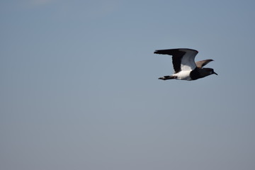Flying
