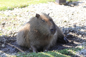 Capybara