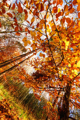 Schönheit des Herbstes, Spätsommer, Indian Summer, wundervolle Farben im Wald, weiches, stimmungsvolles Licht :)