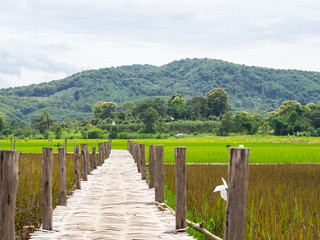 Fototapeta na wymiar The bamboo bridge across rice fields.