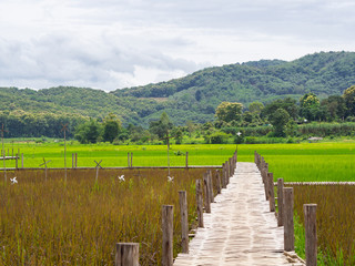 The bamboo bridge across rice fields.