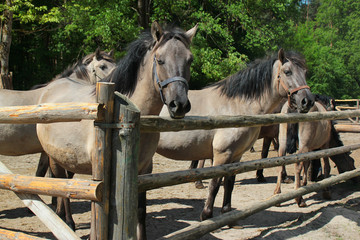 Konik polski (Equus ferus caballus), a Polish primitive semi-feral horse, in Roztocze national...