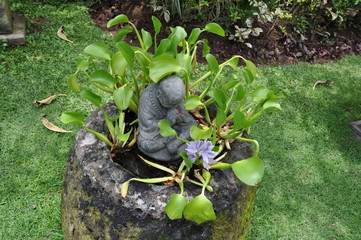 budda statue in the garden