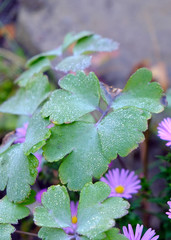 flowers in garden, leaves, dew