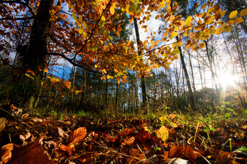 Schönheit des Herbstes, Spätsommer, Indian Summer, wundervolle Farben im Wald, weiches, stimmungsvolles Licht :)