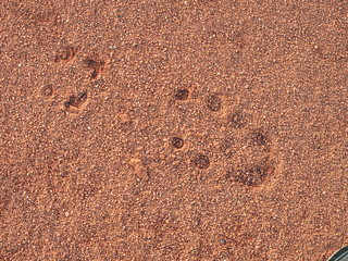 Footprint of soccer cleats shoe cleats in dry red clay of court.