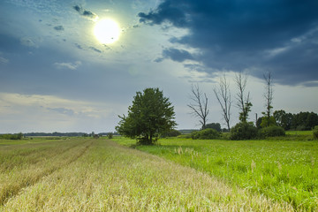 Trees on the meadow and sun in the clouds