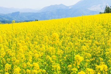 Fototapeta premium Beautiful Yellow flowers blossoming in spring day,Nanohana flowers in Japan.