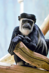 Posing Monkey