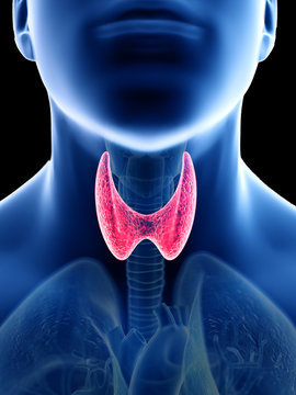 3d rendered medically accurate illustration of a mans thyroid gland
