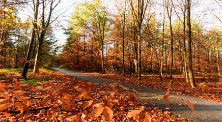Schönheit des Herbstes, Spätsommer, Indian Summer, wundervolle Farben im Wald, weiches, stimmungsvolles Licht :)