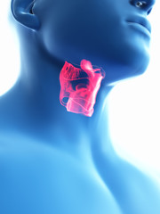 3d rendered medically accurate illustration of a mans larynx