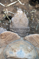 Obraz premium Turtle