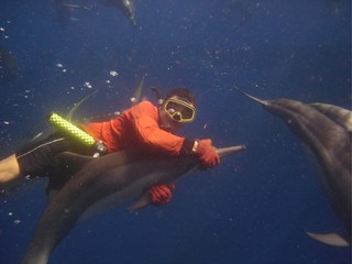 Dolphin Swim 2