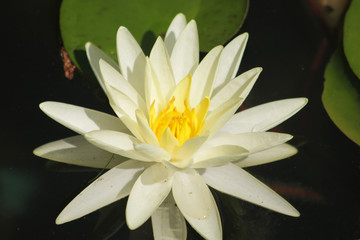 Colorful flower macro photo