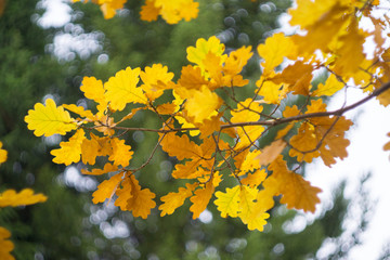 Obraz premium autumn leaves