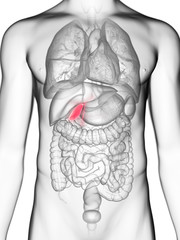 3d rendered medically accurate illustration of a mans gallbladder