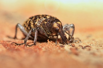 Hylobius excavatus on wood. beetle with a long nose.-