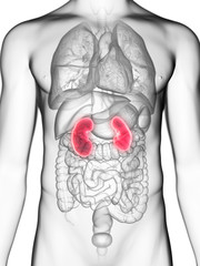 3d rendered medically accurate illustration of a mans kidneys