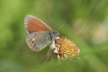 Coenonympha glycerion - Chestnut Heath sitting on a daisy flower. Beautiful butterfly on green background.