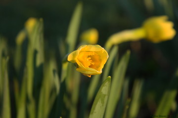 Yellow flower macro photo on green background